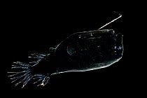 Bioluminescent anglerfish (Cryptopsaras couesi) backlit, deep sea fish from Atlantic Ocean off Cape Verde. Captive.