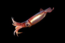 Adult squid (Sthenoteuthis pteropus) deep sea species from Atlantic Ocean off Cape Verde. Captive.