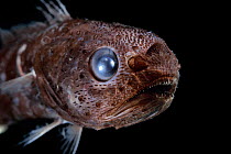 Tropical pelagic cod / Arrowtail (Melanonus zugmayeri) deep sea fish from Atlantic Ocean close to Cape Verde. Captive.