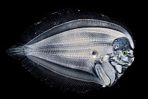 Flatfish (Bothidae sp) larva with upright swimming and bilaterally symmetric bodies. When the larva develops to an adult asymmetric vertebrat, the right eye migrates from the right side of the body to...