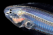 Flatfish (Soleidae) larva with asymmetric body. When the larva develops to an adult asymmetric vertebrate, the right eye migrates from the right side of the body to the left where it 'joins' the left...