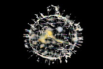 Radiolaria, also called Radiozoa (Heliosphaera sp.) deep sea species from Atlantic Ocean off Cape Verde. Captive.
