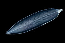 Deep sea eel Leptocephalus larva (Elopomorpha) deep sea species from Atlantic Ocean off Cape Verde. Captive.