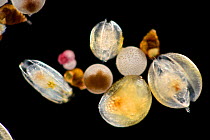 Plankton sample with Pelagic snail, Ostracods and Foraminifera. Captive deep sea species from Atlantic Ocean off Cape Verde.