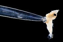 Arrow worm (Chaetognatha) eating a fish, deep sea species from Atlantic Ocean off Cape Verde. Captive.