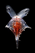 Sea butterfly (Diacria trispinosa) captive deep sea species from Atlantic Ocean off Cape Verde.