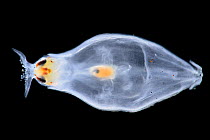 Juvenile Squid (Liocranchia reinhardtii) Deep sea species from Atlantic Ocean off Cape Verde. Captive.