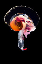 Pelagic mollusc (Oxygyrus keraudreni), captive deep sea species from Atlantic Ocean off Cape Verde.