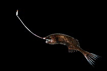 Deep sea fish (Gigantactis vanhoeffeni) with enlarged first filament of dorsal fin, called the illicium, with bioluminescent photophore / lure at its end. From Atlantic Ocean off Cape Verde. Captive.