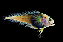 Deep sea fish (Moridae sp.) from Atlantic Ocean off Cape Verde. Captive.
