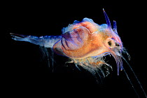Prawn larvae (Plesiopenaeus armatus) Deep sea species from Atlantic Ocean off Cape Verde. Captive.