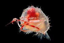 Blind lobster larvae (Stereomastis sp.) Deep sea species from Atlantic Ocean off Cape Verde. Captive.