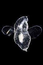 Juvenile sea slug (Thliptodon diaphana) captive deep sea species from Atlantic Ocean off Cape Verde.