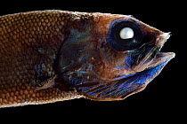 Searsid (Maulisia sp), deep sea species from Atlantic Ocean off Cape Verde.  Captive.