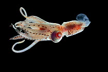 Cock-eyed squid (Histioteuthis bonnellii) deep sea species from Atlantic Ocean off Cape Verde. Captive.