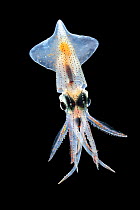 Squid (Abraliopsis atlantica),with photophores in 6 straight longitudinal rows on mantle visible. They are used to produce bioluminescencent light. Deep sea species from Atlantic Ocean off Cape Verde....