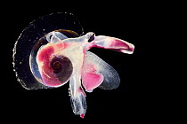 Pelagic mollusc (Oxygyrus keraudreni) captive deep sea species from Atlantic Ocean off Cape Verde.