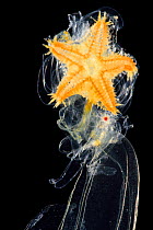 Brachiolaria larva, late larval stage of starfish with sea star rudiment. Deep sea species from Atlantic Ocean off Cape Verde. Captive.