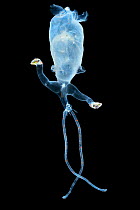 Juvenile glass squid (Bathothauma lyromma) deep sea species from Atlantic Ocean off Cape Verde. Captive.