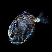 Deep sea hatchetfish (Sternoptyx diaphana) profile. Deep sea species from Atlantic Ocean close to Cape Verde. Captive.