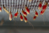 Mosquitoes (Anopheles stephensi) used for malaria research feeding on blood through a thin membrane. This species is a primary mosquito vector for malaria. Bernhard Nocht Institute for Tropical Medici...