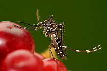 Asian tiger mosquito (Aedes albopictus) male feeding on fruit a vector for the yellow fever virus, West Nile virus (WNV) , dengue fever and Chikungunya fever. Freiburg, Germany, August.