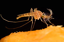 Mosquito (Culex pipiens) male, Kiel, Germany, September.