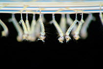 Mosquito (Culex pipiens) larvae breathing atmospheric oxygen at water surface. They just hatched and it is the first time they fill there spiracle with air. Kiel, Germany. Sequence 4/4.