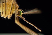 Mosquito (Culex pipiens) possible carrier of the West Nile Virus and Usutu-Virus. close-up, Kiel, Germany, February.