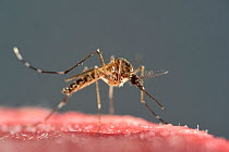 Yellow fever mosquito (Aedes aegypti) on human skin, beginning to feed, is the vector for transmitting Zika virus, yellow fever virus and dengue fever.  Bernhard Nocht Institute for Tropical Medicine,...