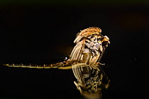 Mosquito (Aedes rusticus / Ochlerotatus rusticus) adult emerging through water surface from pupa. Weser, Solling, Germany.
