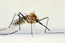 Mosquito (Ochlerotatus japonicus) adult, Invasive Species, Freiburg, Germany, August.