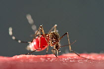 Yellow fever mosquito (Aedes aegypti) sucking blood, vector for transmitting Zika virus, yellow fever virus and dengue fever.  Bernhard Nocht Institute for Tropical Medicine, (BNI). Hamburg, Germany