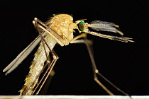 Mosquito (Culex pipiens) male emerging from aquatic pupa, Kiel, Germany, August.