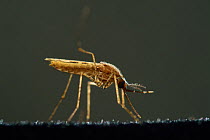 Malaria mosquito (Anopheles stephensi) mosquito vector for malaria. Bernhard Nocht Institute for Tropical Medicine, (BNI). Hamburg, Germany