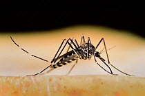 Mosquito (Ochlerotatus japonicus) adult, invasive species, Freiburg, Germany, August.