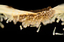 Mosquito (Culex pipiens) egg raft floating on water. The first larvae are just hatching, Kiel, Germany, August. Sequence 2 of 2