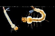 Yellow fever mosquito (Aedes aegypti) larva, vector for transmitting Zika virus, yellow fever virus and dengue fever.  Bernhard Nocht Institute for Tropical Medicine, (BNI). Hamburg, Germany