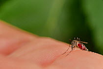 Asian tiger mosquito (Aedes albopictus / Stegomyia albopicta) sucking blood, a vector for the yellow fever virus, West Nile virus (WNV) , dengue fever and Chikungunya fever. Freiburg, Germany