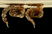 Mosquito (Ochlerotatus japonicus) pupa breathing atmospheric oxygen at surface. The left one is about to moult as indicated by the silvery shine. Invasive Species, Freiburg, Germany
