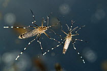 Yellow fever mosquito (Aedes aegypti) (left female and right male) vector for Zika virus, yellow fever virus and dengue fever.  Bernhard Nocht Institute for Tropical Medicine, (BNI). Hamburg, Germany,...