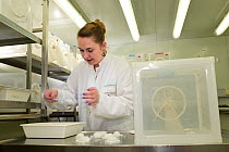 Scientist preparing trays of Yellow fever mosquito (Aedes aegypti) larvae for reproduction in a laboratory at the Bernhard Nocht Institute for Tropical Medicine, (BNI), Hamburg, Germany, April 2016.