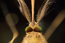 Mosquito (Culex pipiens) head close up, Kiel, Germany, February.