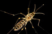 Mosquito (Ochlerotatus japonicus) adult, invasive species, Freiburg, Germany. August.