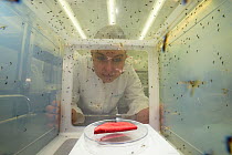 Scientist looking at breeding cage for Yellow fever mosquito (Aedes aegypti). Bernhard Nocht Institute for Tropical Medicine (BNI). Hamburg, Germany. April 2016.
