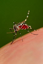 Asian tiger mosquito (Aedes albopictus) sucking blood. This species is a vector for the yellow fever virus, West Nile virus (WNV) , dengue fever and Chikungunya fever. Freiburg, Germany