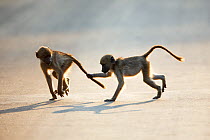 Two Chacma baboon (Papio ursinus) babies playing, Kruger National Park, Limpopo Province, South Africa, October.