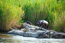 Cape clawless otter (Aonyx capensis) and Hippopotamus (Hippopotamus amphibius) on bank, Kruger National Park, South Africa, Mpumalanga Province, South Africa, March.