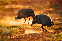 Two Helmeted guineafowl (Numida meleagris) feeding, Rietvlei Nature Reserve, Gauteng Province, South Africa, December.