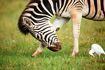 Zebra (Equus quagga) rubbing head on front leg, Rietvlei Nature Reserve, Gauteng Province, South Africa, December.